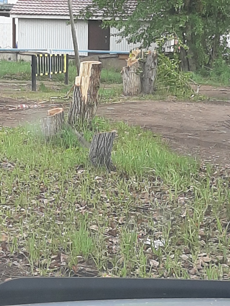 19.05.20гМБУК Магистраль срезка деревьев (2).jpg