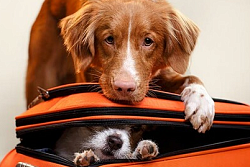 Как путешествовать с домашним животным АВИА, ЖД  или АВТО транспортом
