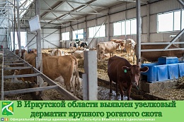 В Иркутской области выявлены животные, заболевшие заразным узелковым дерматитом крупного рогатого скота