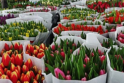 Рекомендации по выбору цветов накануне 8 марта